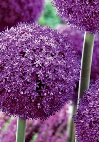 Allium 60 x 200 .