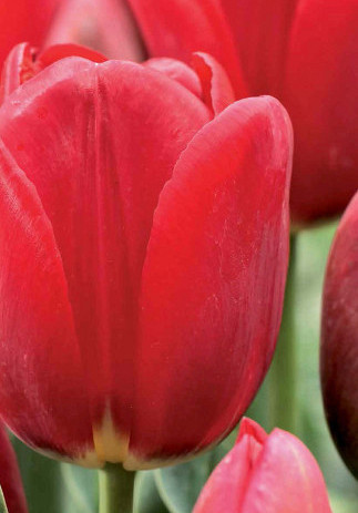 Tulipa 60 x 200 .