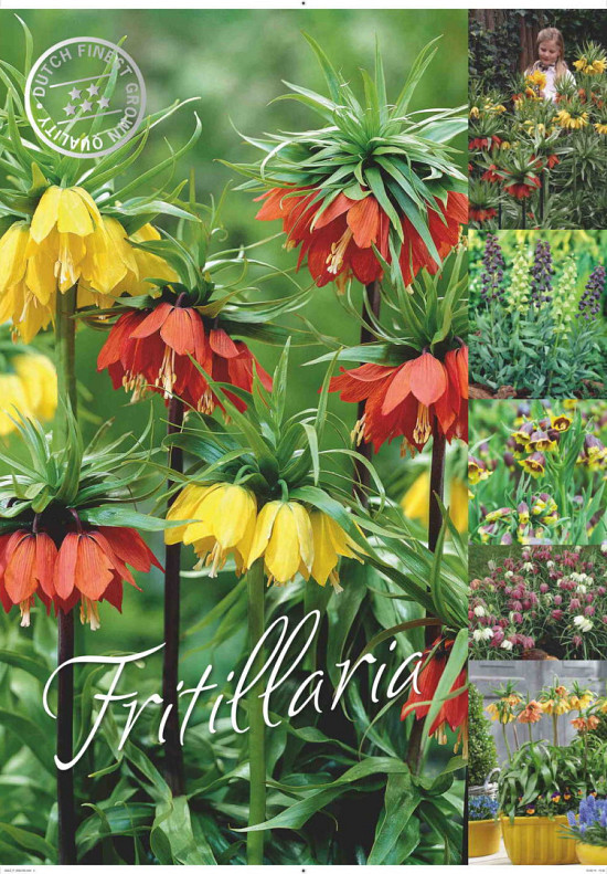 Fritillaria 50 x 70 .