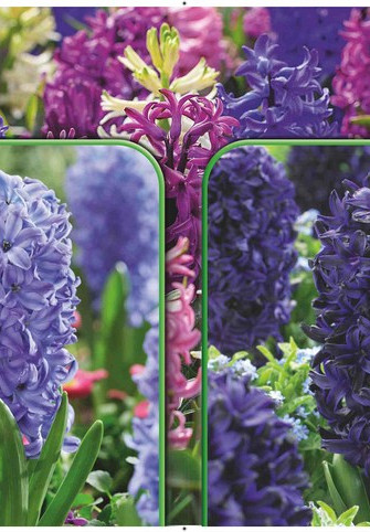 Hyacinthus 120 x 40 .