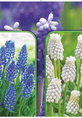 Muscari 120 x 40 .