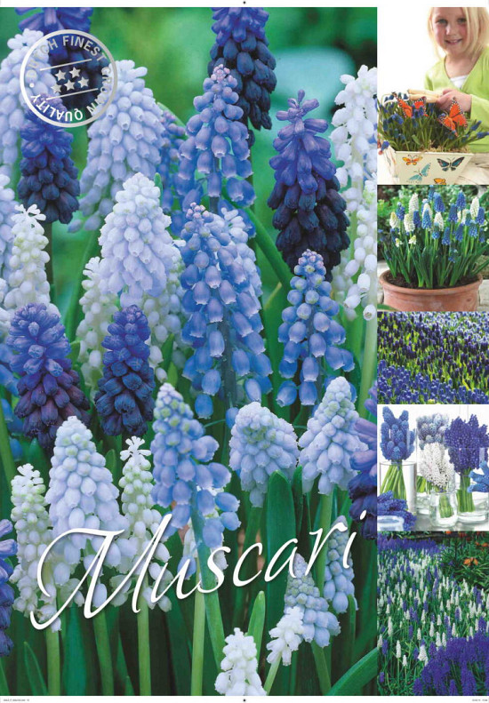 Muscari 50 x 70 .