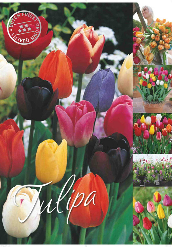 Tulipa 50 x 70 .