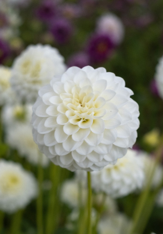 White Aster I .