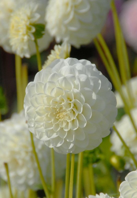 White Aster I .