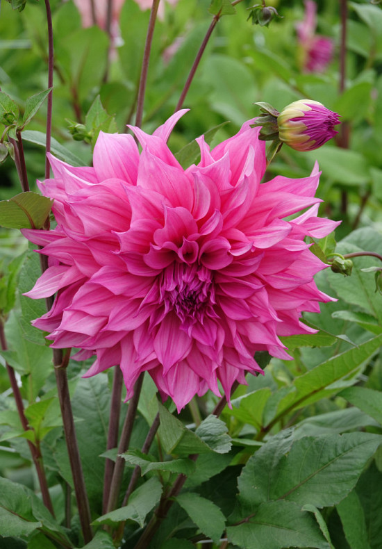 Cafe Au Lait Rose .