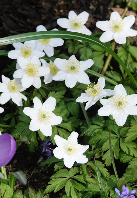 Nemorosa White .