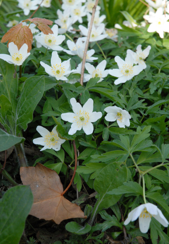 Nemorosa White .