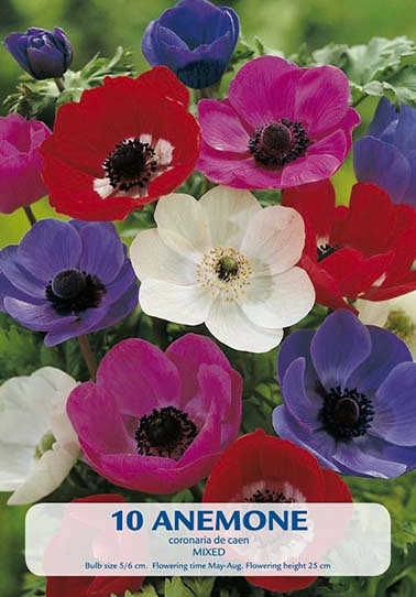 Anemone de Caen Mix x10 5/6