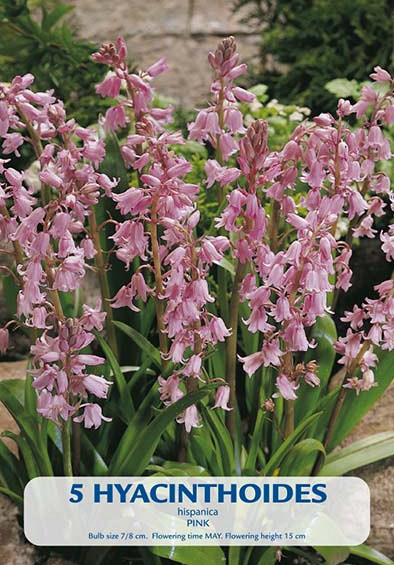 Hyacinthoides Hispanica Pink x5 8/9