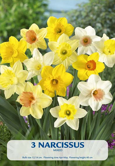 Narcissus Mixed x3 14/16