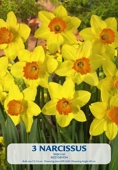 Narcissus Red Devon x3 14/16