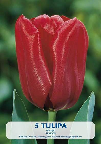 Tulipa Seadov x5 10/11