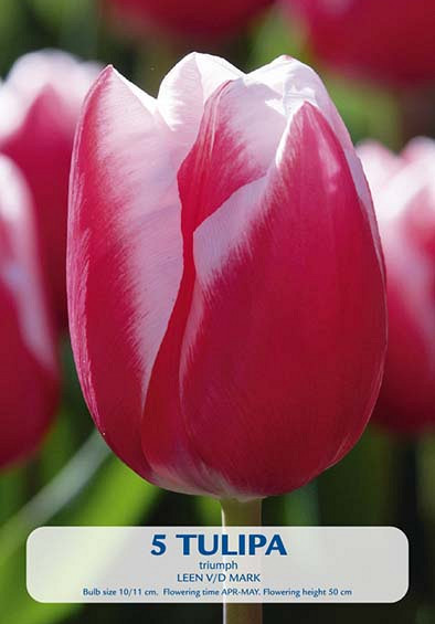 Tulipa Triumph Leen v/d Mark x5 10/11