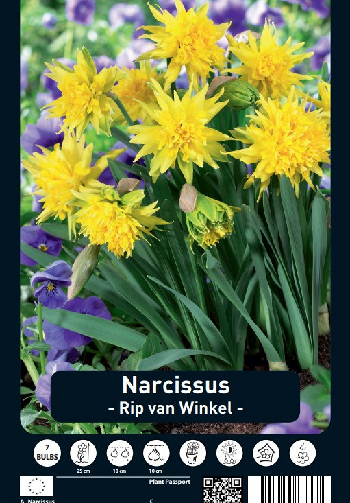 Narcissus Rip van Winkle x7 12/+