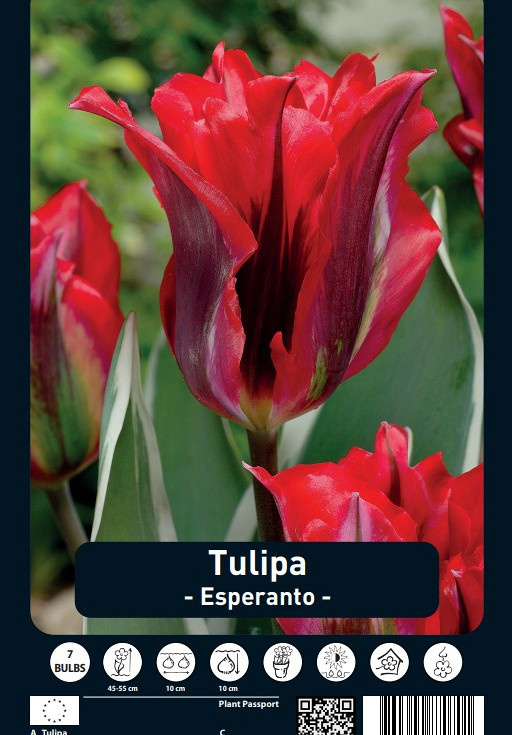 Tulipa Esperanto x7 12/+