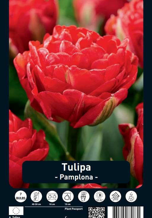 Tulipa Pamplona x7 12/+