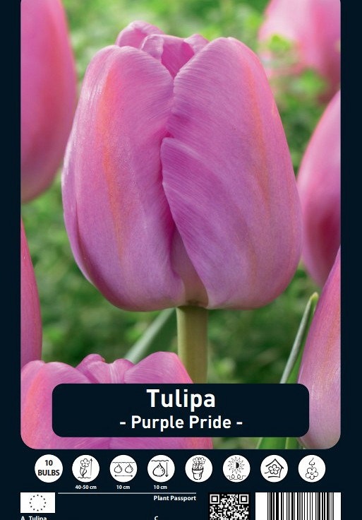 Tulipa Purple Pride x10 12/+