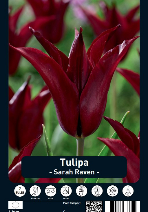 Tulipa Sarah Raven x7 12/+