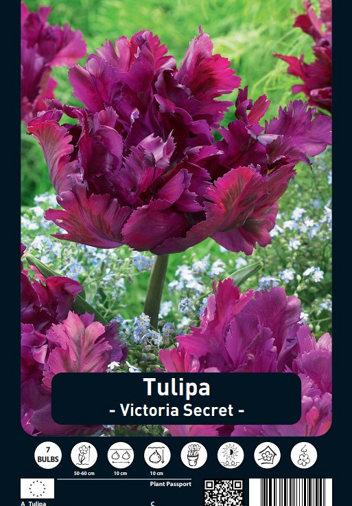 Tulipa Victoria Secret x7 12/+