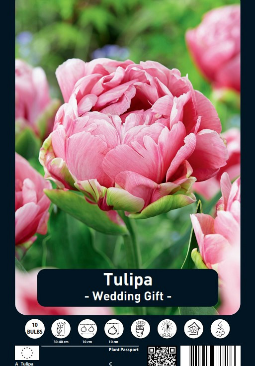 Tulipa Wedding Gift x10 12/+