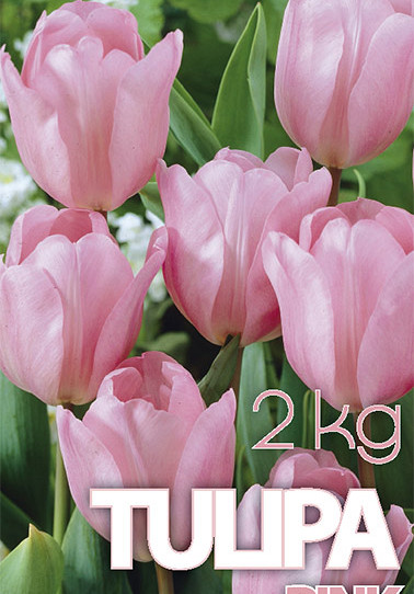 Tulp Don Quichotte 2 kg 12/+