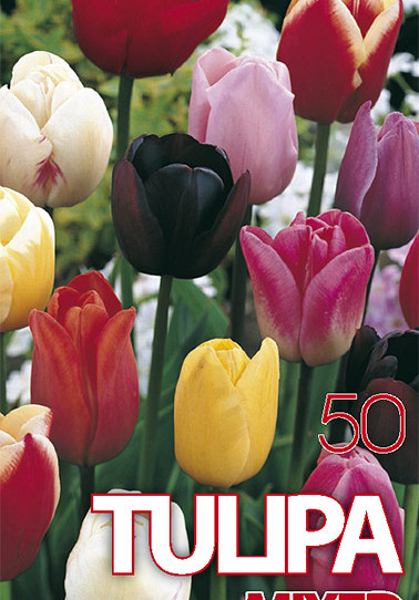 Tulp Gemengd x50 12/+