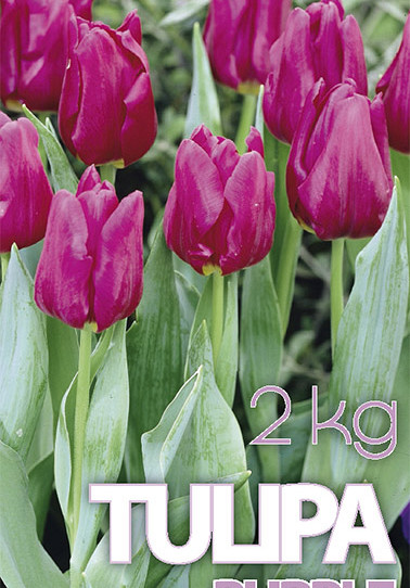 Tulp Purple Prince 2 kg 12/+