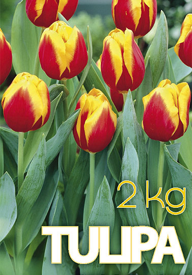 Tulp Rood/Geel 2 kg 12/+