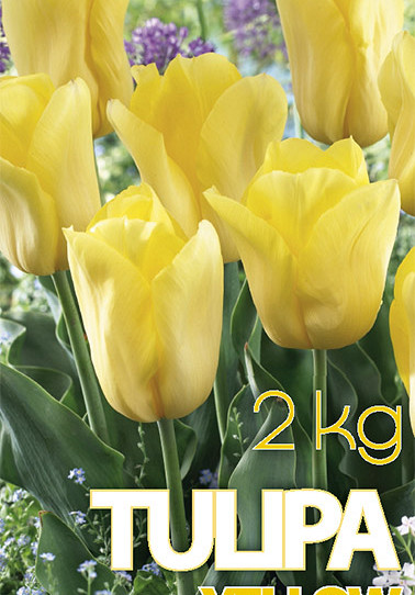 Tulp Strong gold  2 kg 12/+