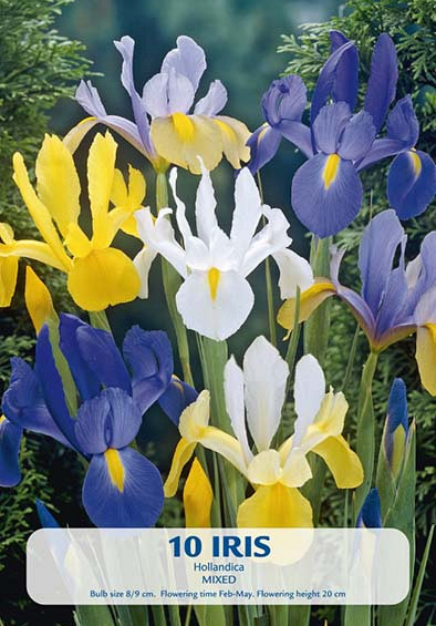 Iris Hollandica mixed  x 10 8/9