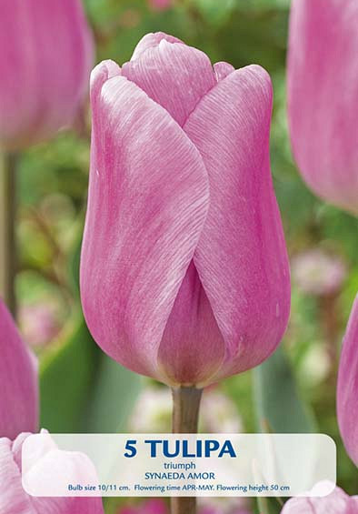 Tulipa Synaede Amor x5 10/11