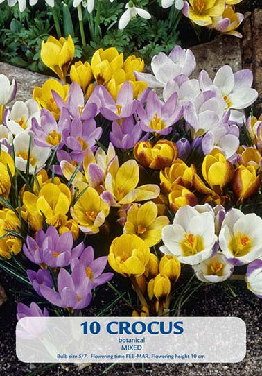 Crocus Botanical Mixed x10 5/6