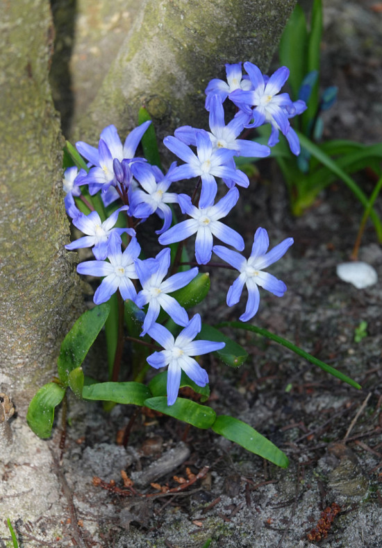 Forbesii Blue Giant 5/6