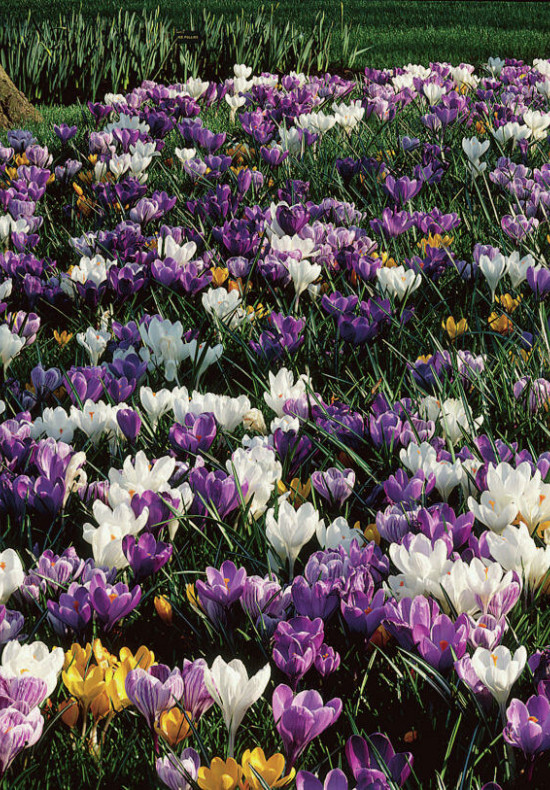 Blend Crocus Mixture 8/9