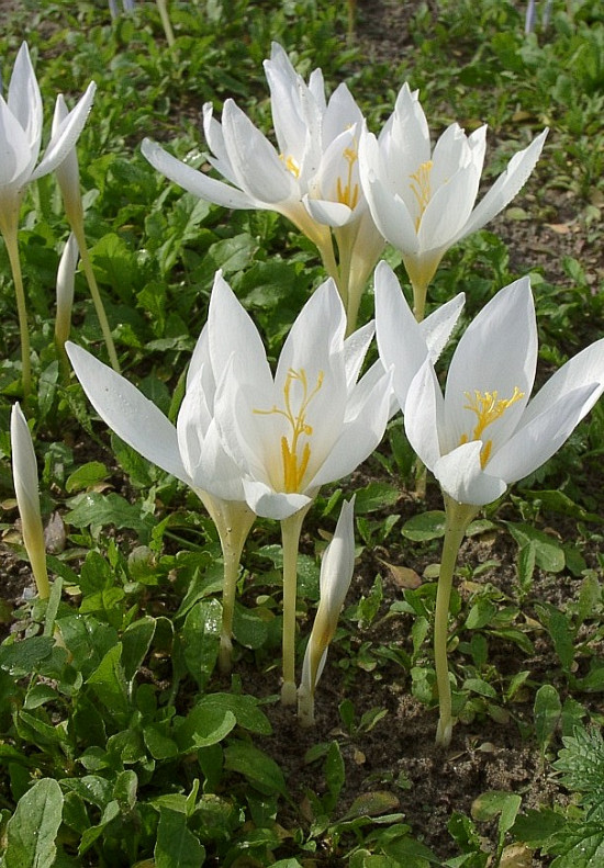 Botanisch Speciosus Albus 5/7