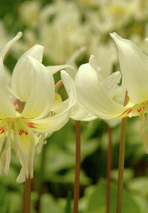 White Beauty I .