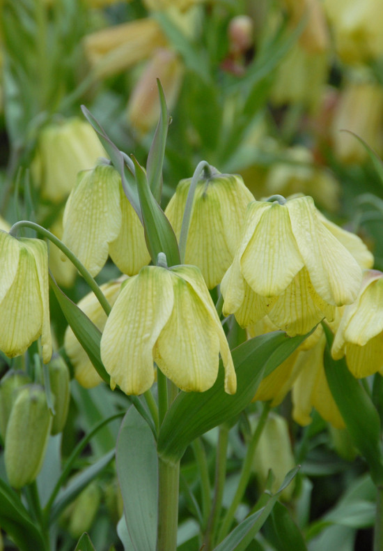 Pallidiflora 10/+