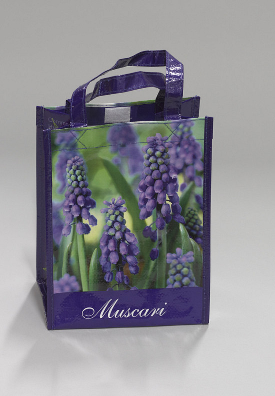 Muscari Armeniacum x20 8/9