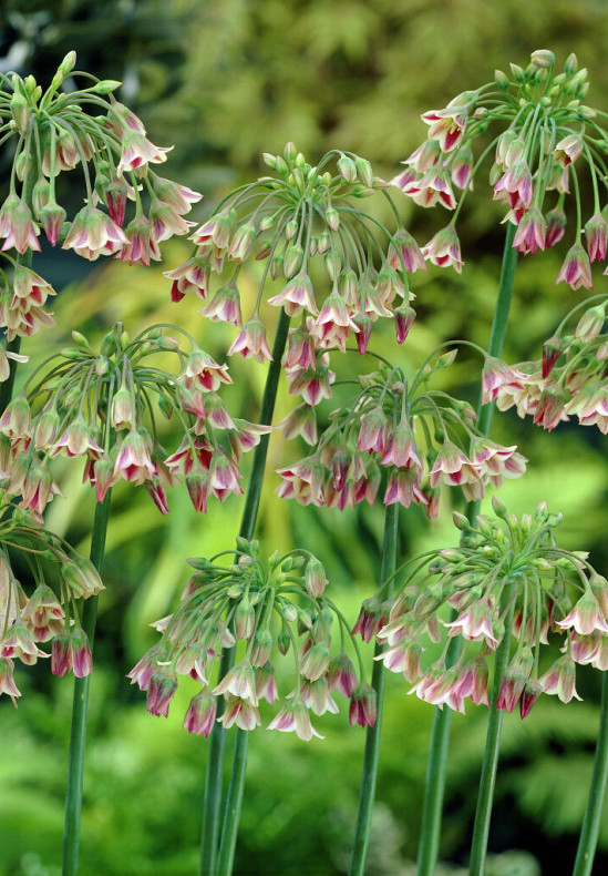 Siculum spp Bulgaricum 10/12