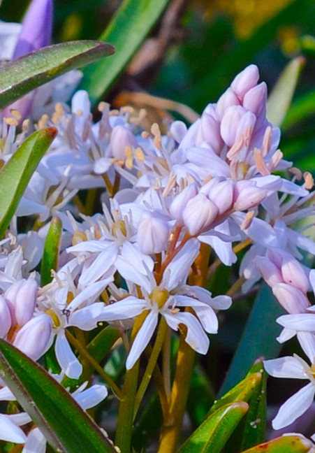 Bifolia Rosea 5/6