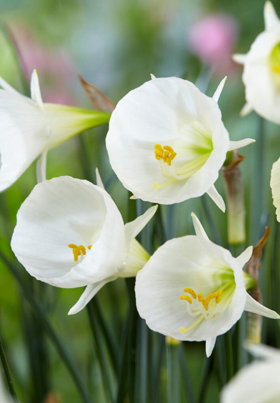 White Petticoat 6/7