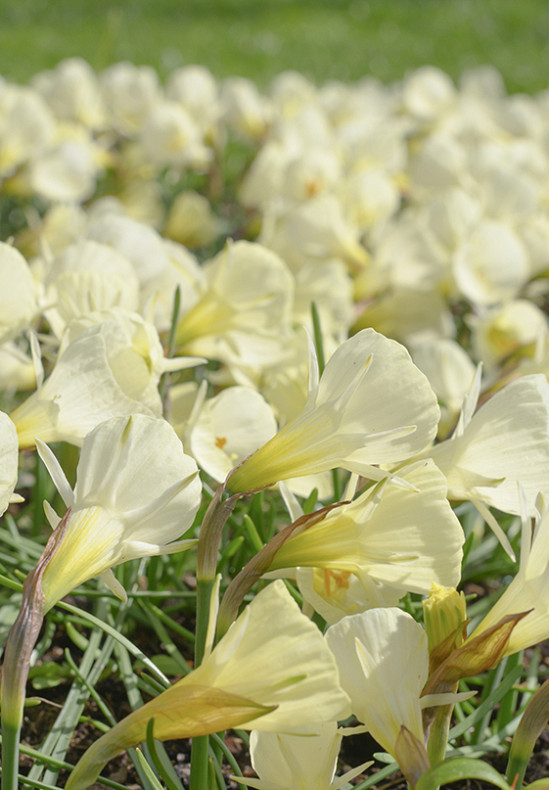 White Petticoat 6/7