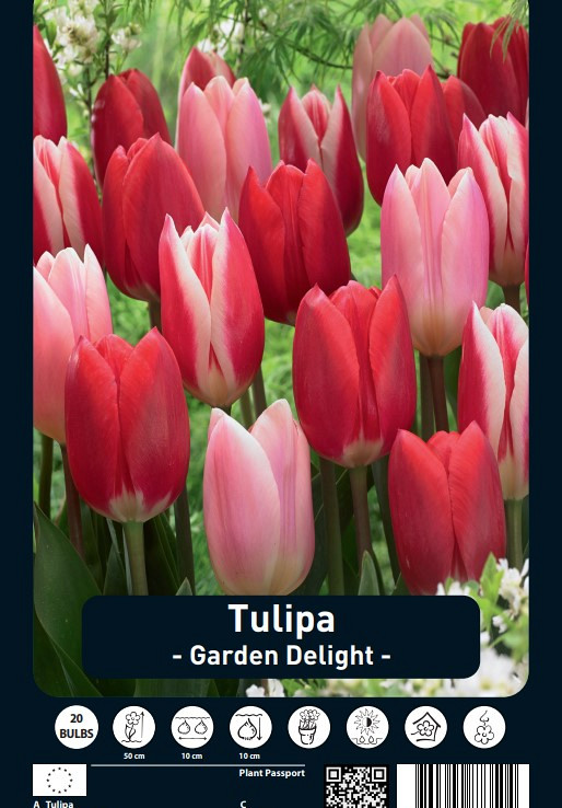 Tulipa Garden Delight x20 12/+