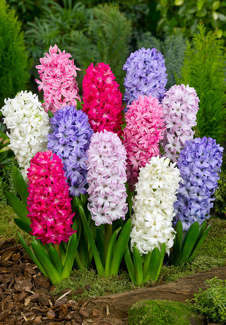 Hyacinthus Orientalis Mixed 15/16