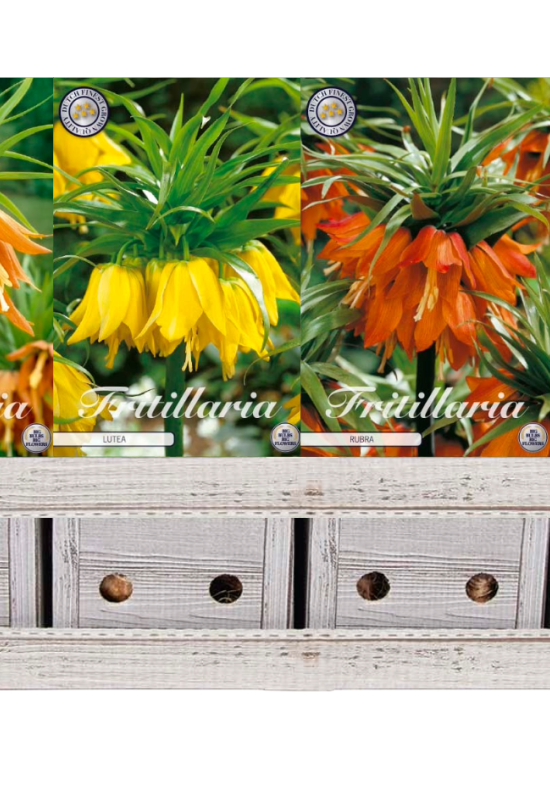 Fritillaria x20 27 24/+