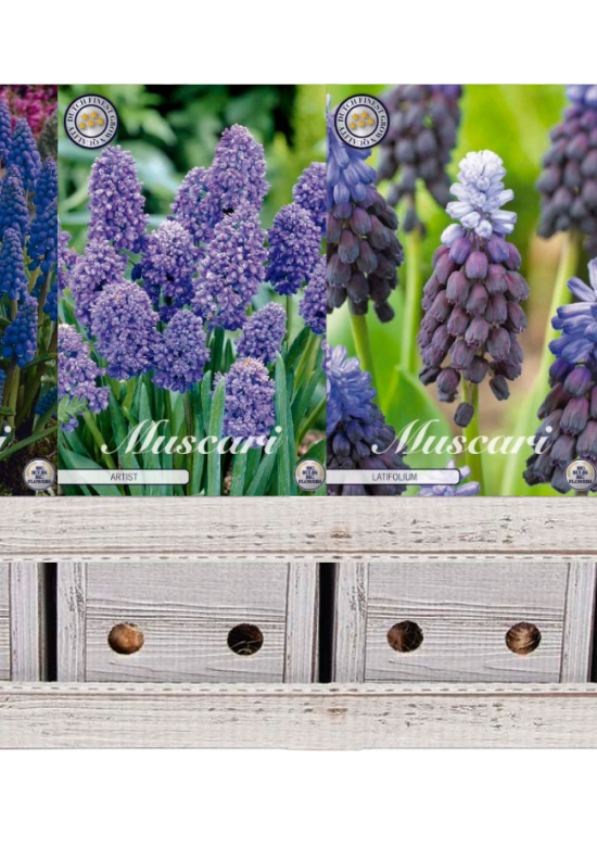 Muscari x600 30 8/9