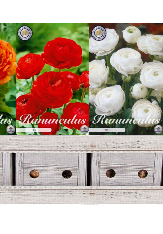 Ranunculus x1000 31 6/7