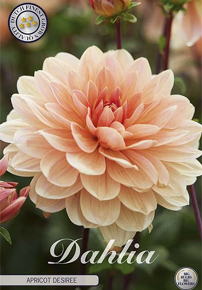 Dahlia Deco. Apricot Desiree x1 l I