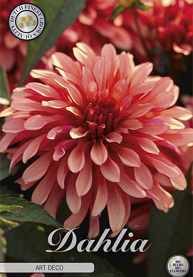 Dahlia Art Deco x1 l I